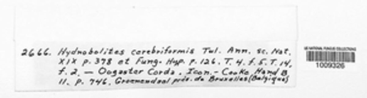 Hydnobolites image